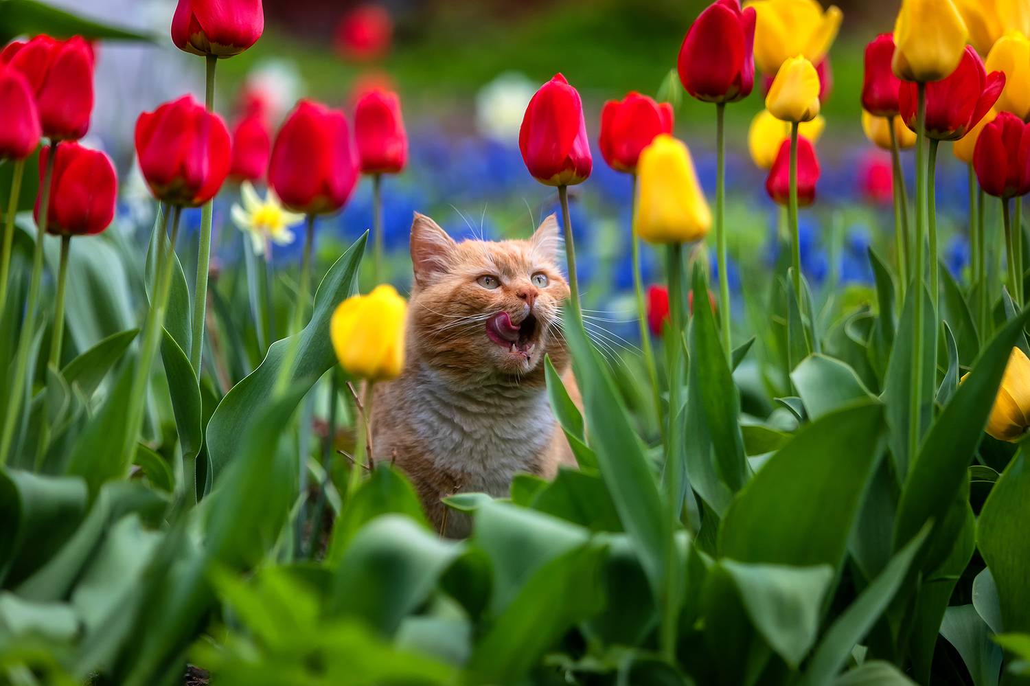 , Alexander Pashenichev