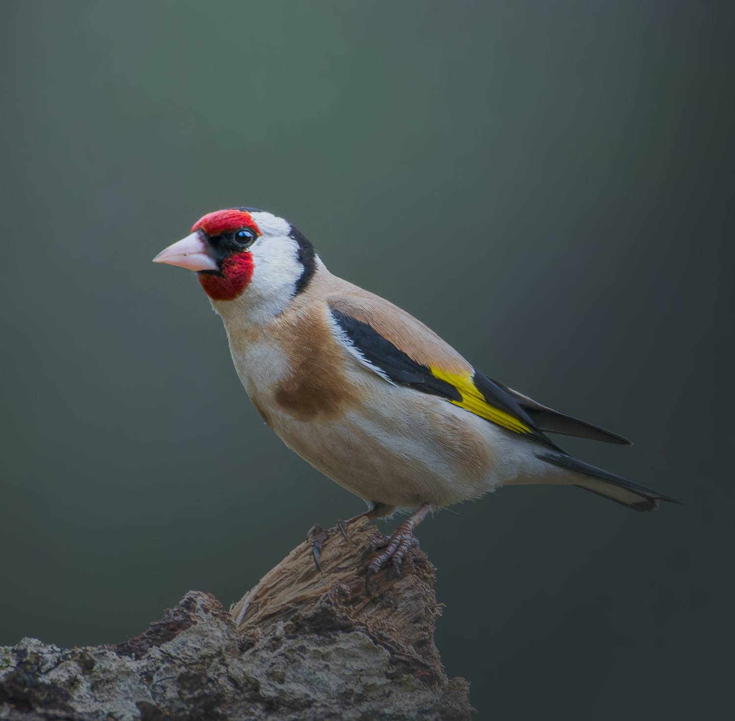 , Фото Александр