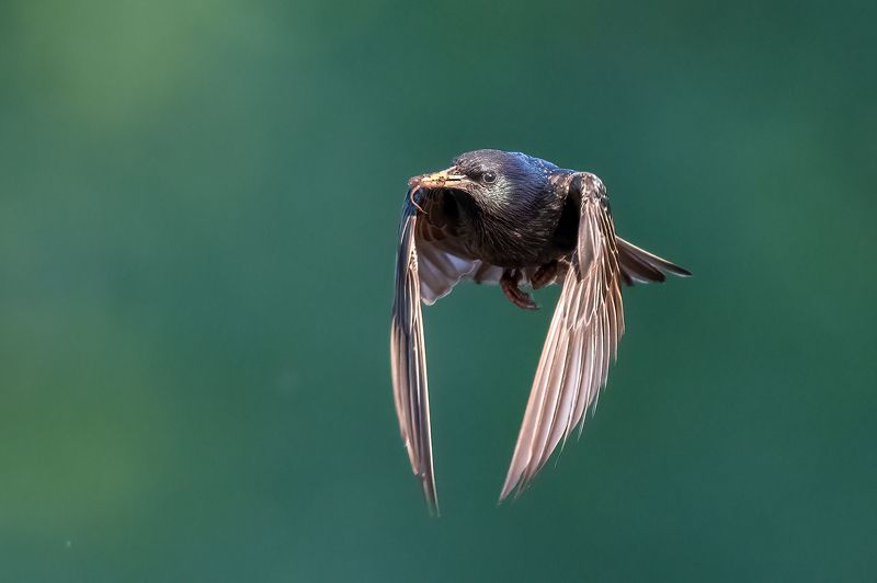 Скворцы. фото превью