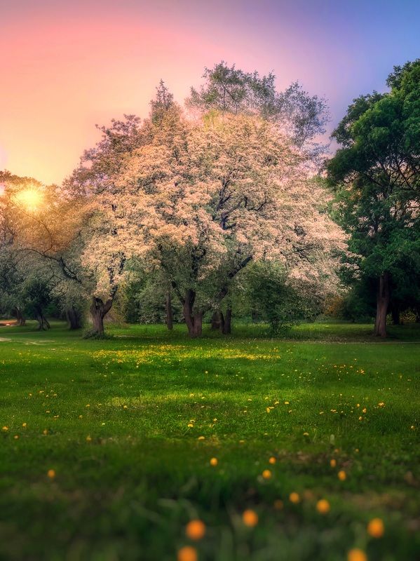 пейзаж, landscape, nature, природа, весна, spring, sunset, закат, flowers, цветы *** фото превью