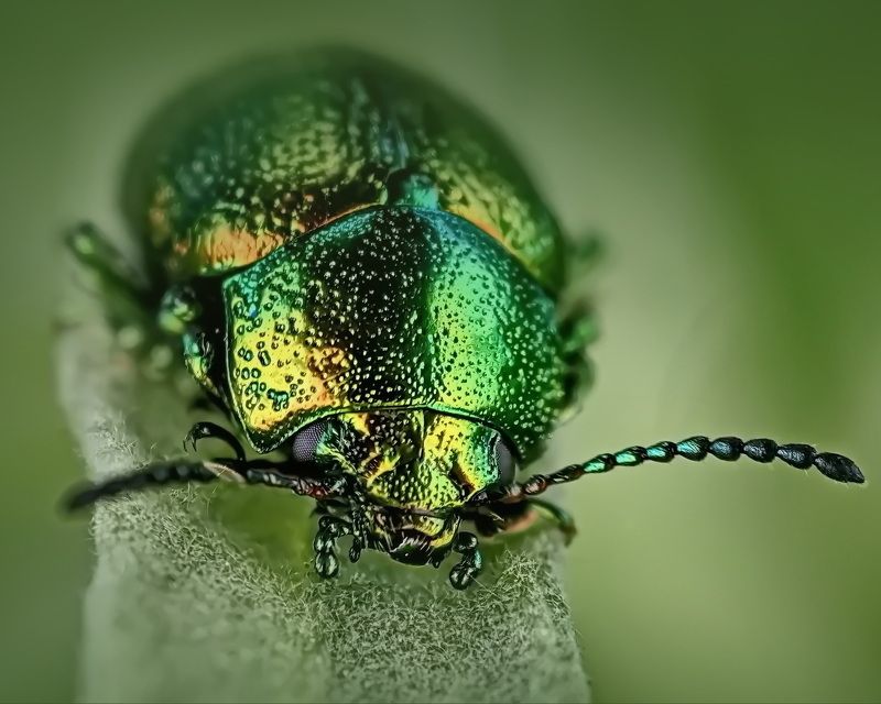 Жук листоед Chrysolina graminis фото превью
