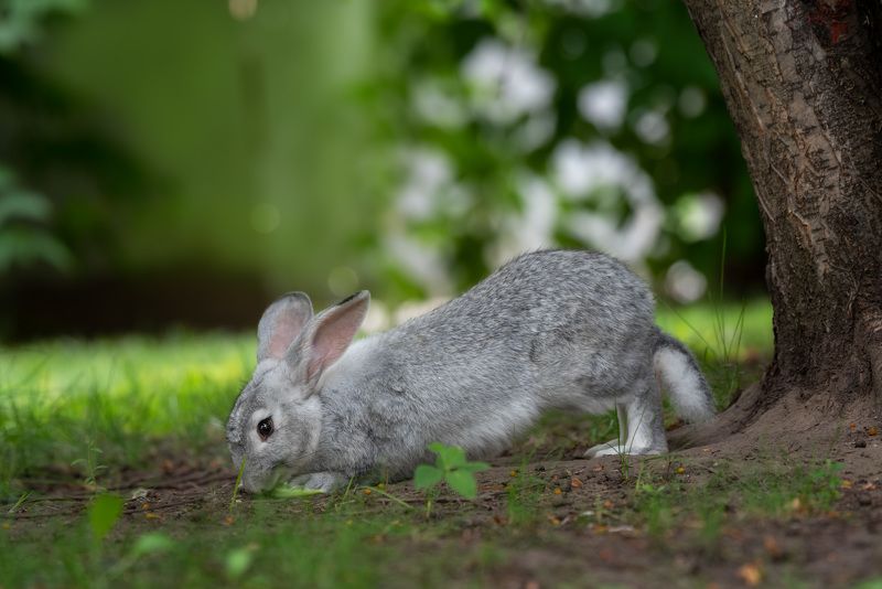 Кролик - это не только ценный мех...))) фото превью