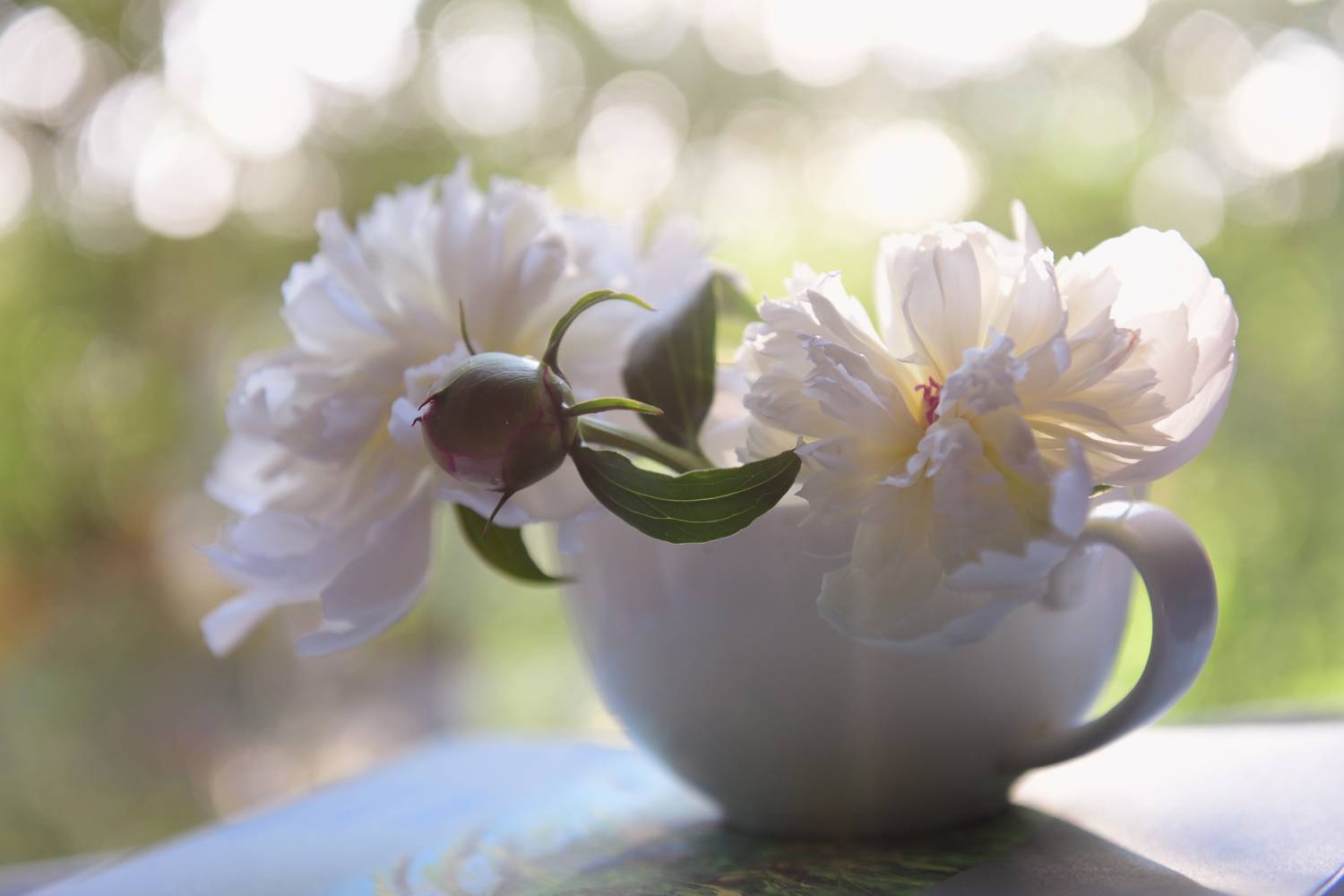 , Божена Пучко