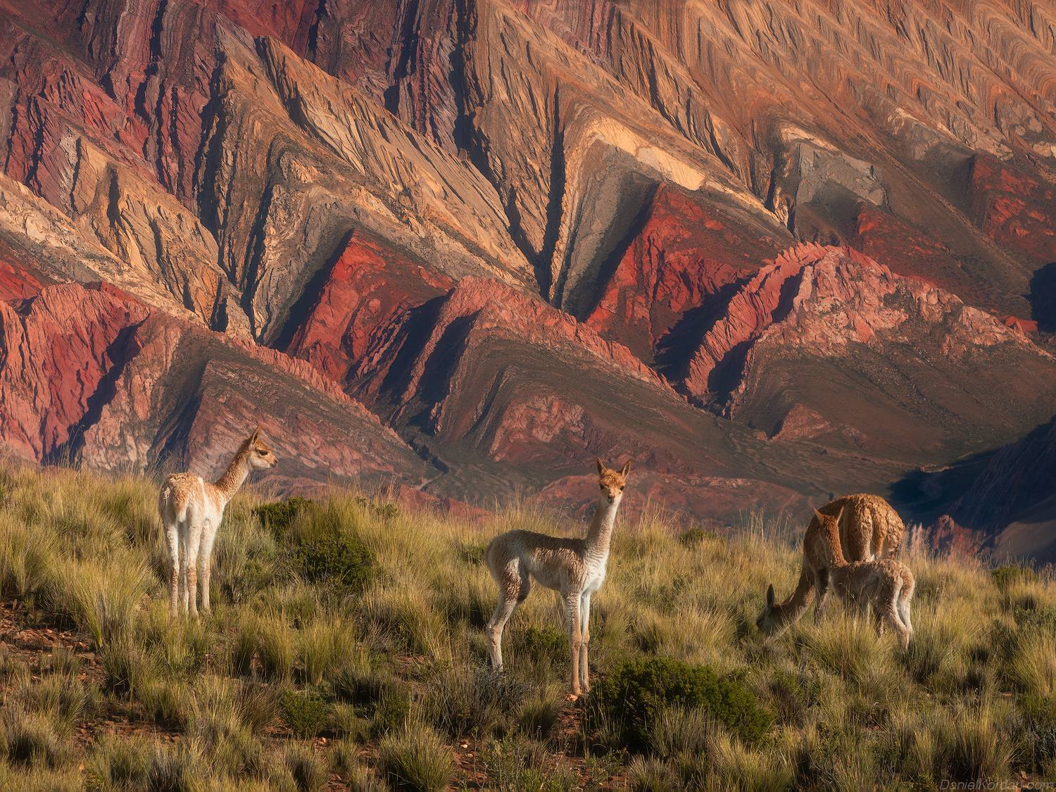 , Даниил Коржонов