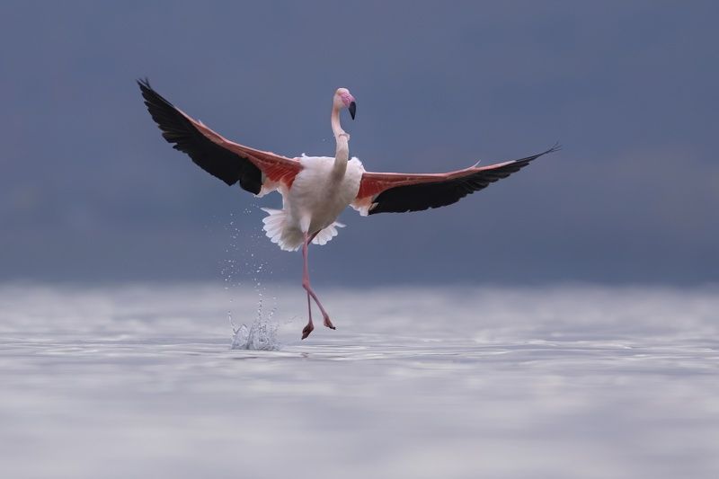 Розовый фламинго фото превью