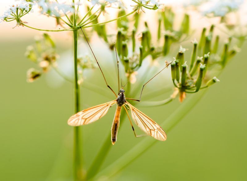Акробат фото превью