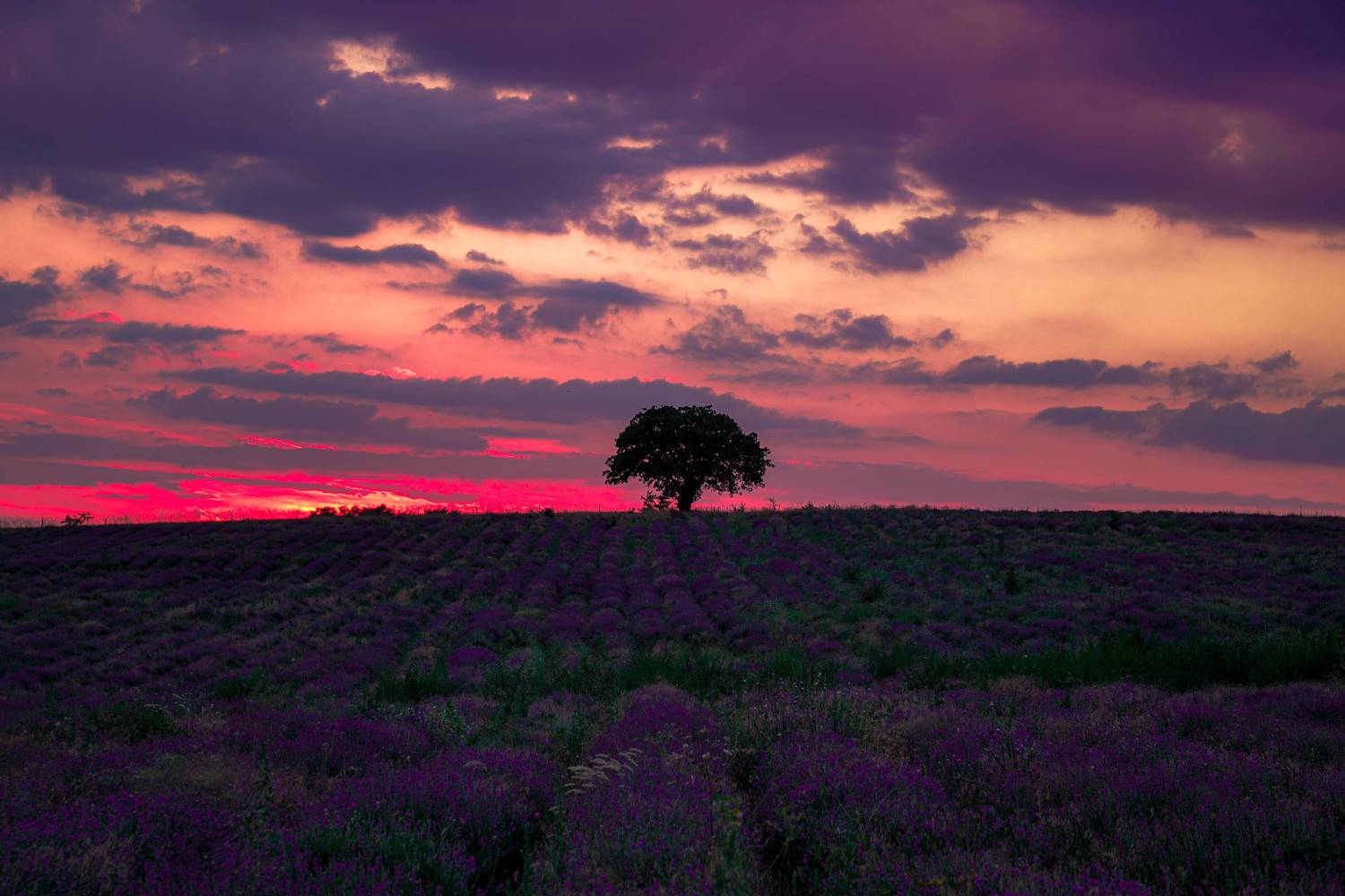 , Юлияна Стоянова