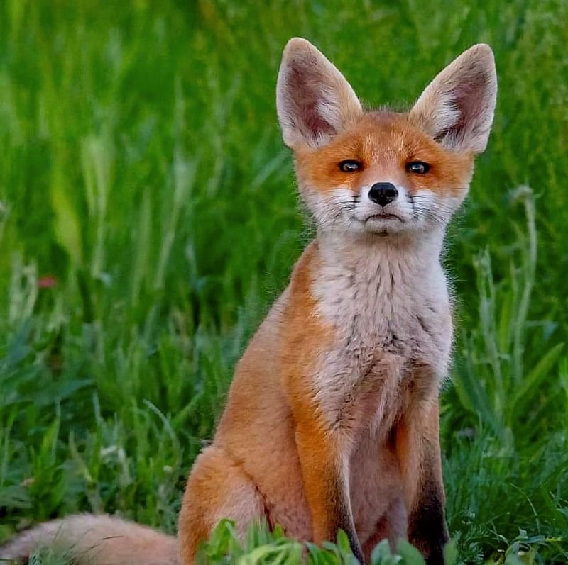 природа Лисёнок \