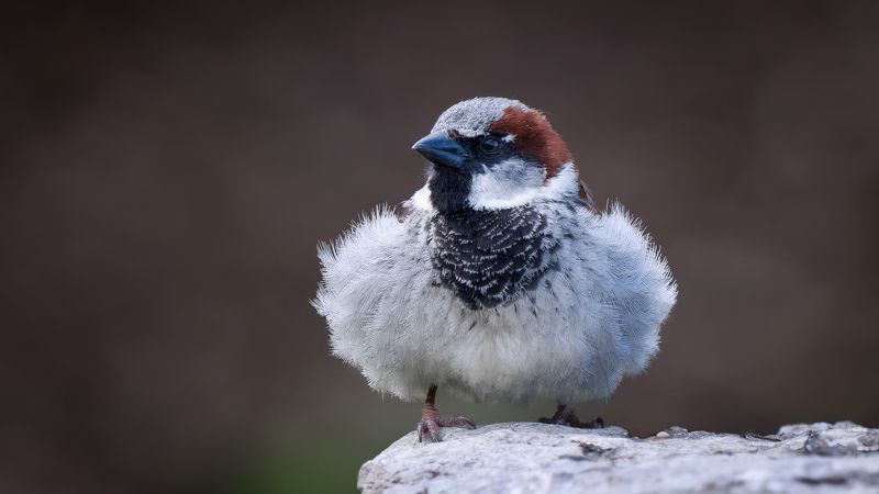 Он был грозою нашего района фото превью