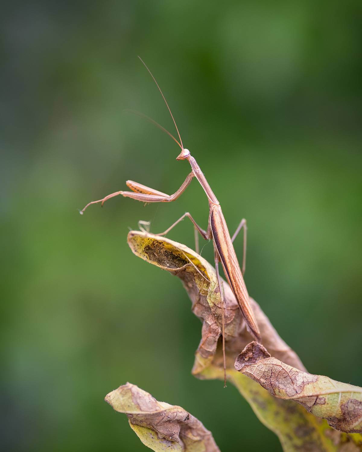 , Рагинская Ольга