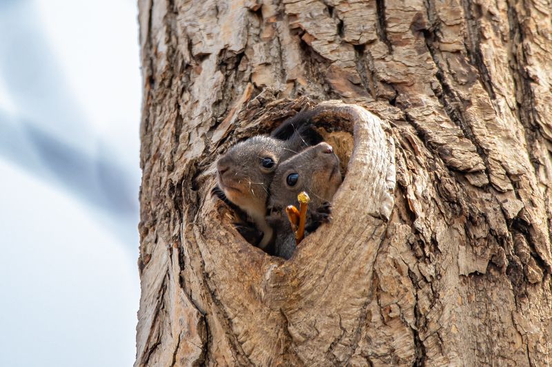 фото превью
