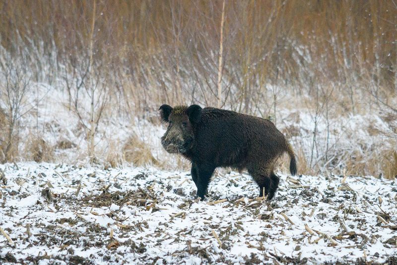 #кабан Кабанчик фото превью