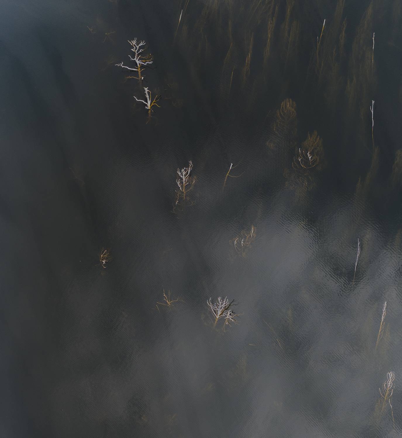 лес, Андрей Таничев