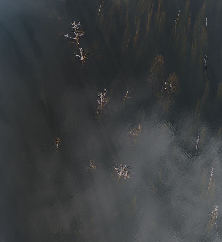 лес Саван Времени фото превью