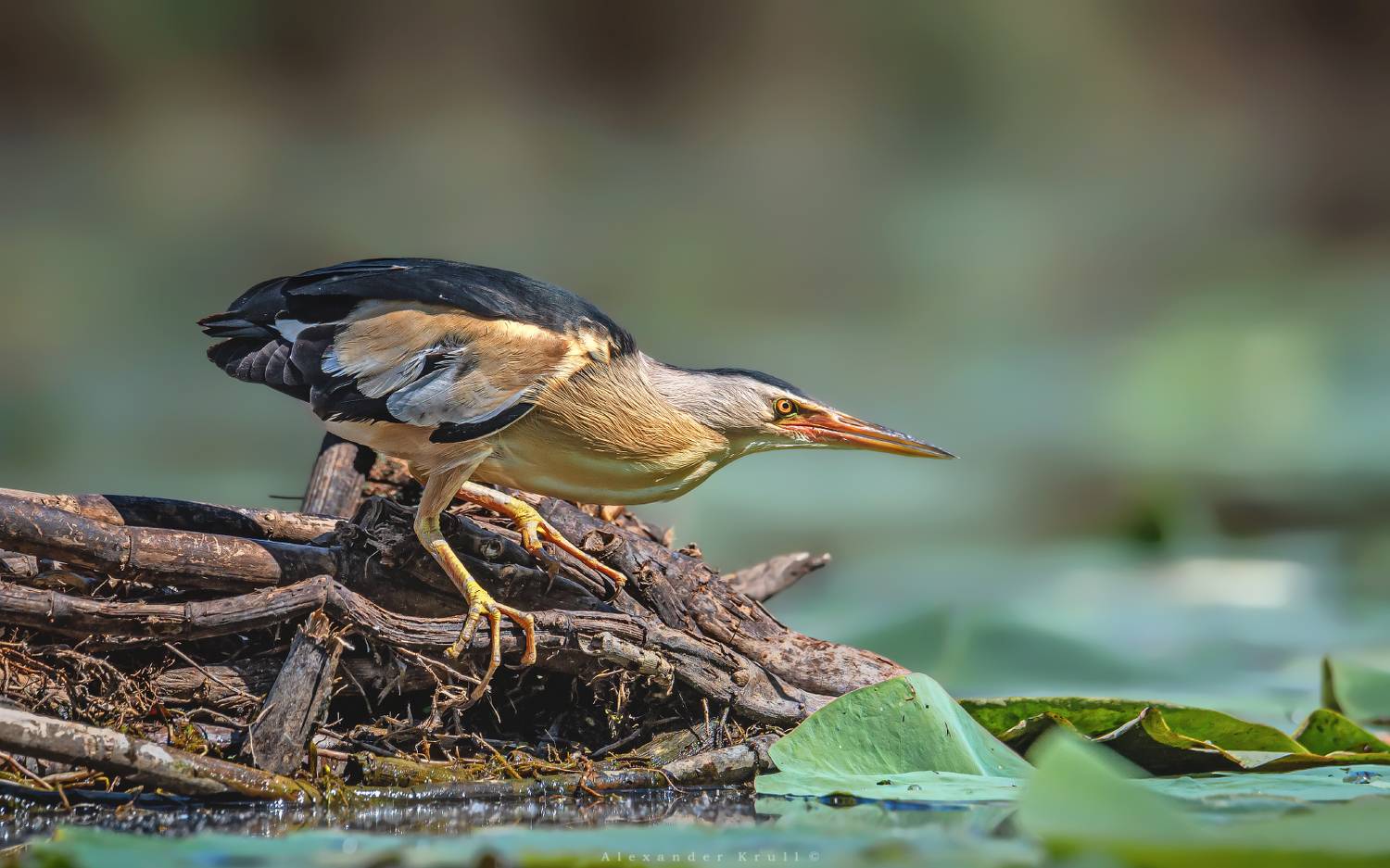 выпь, малая выпь, волчок, ixobrychus minutus, Круль Александр