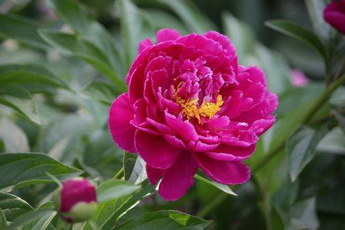 Пион (Paeonia).