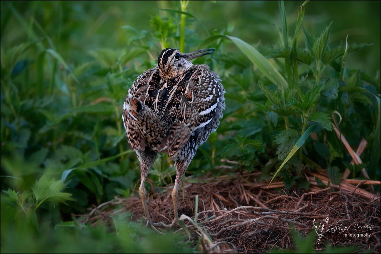 , Лобанов Роман