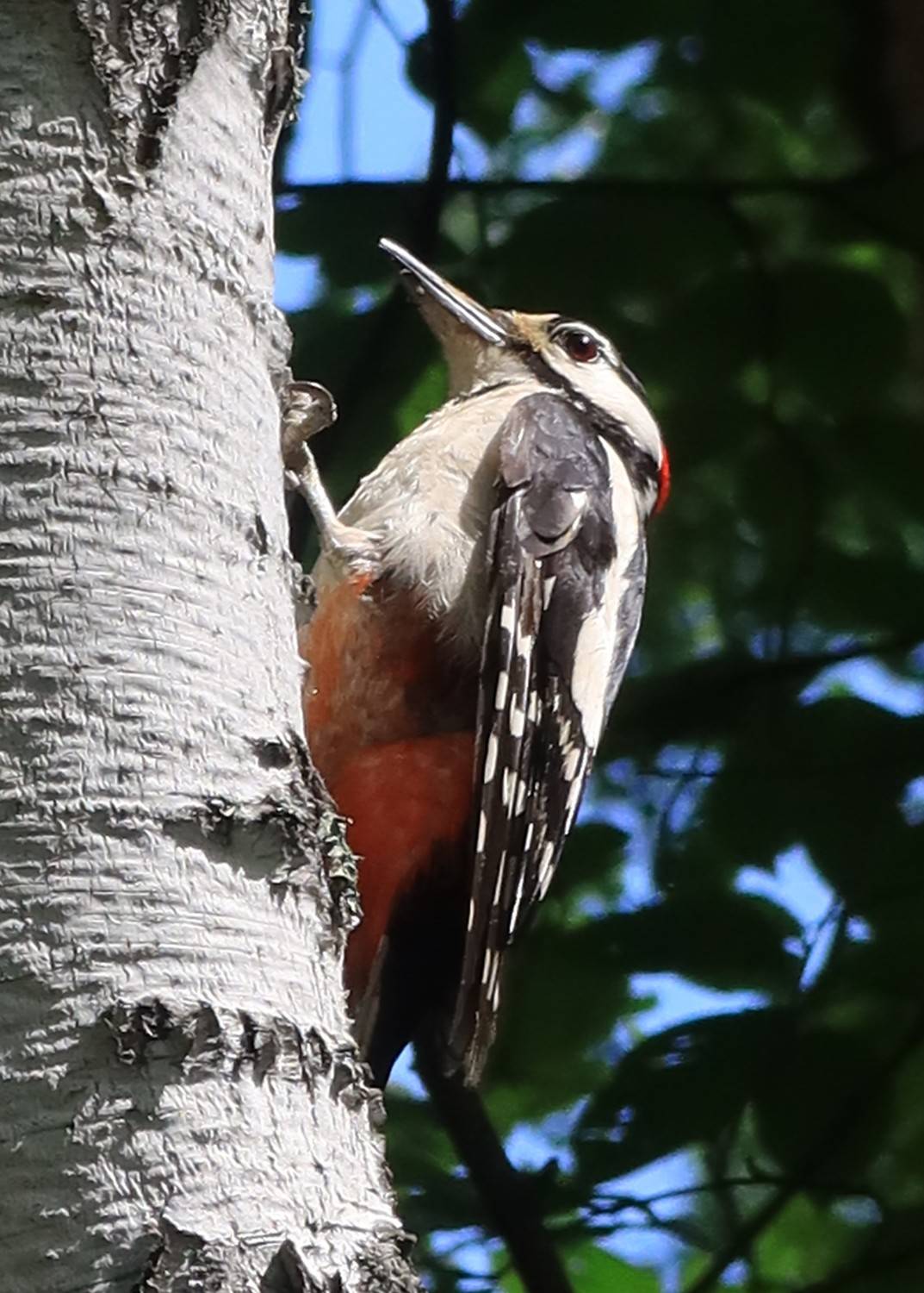 птица,дятел, Козлова Галина