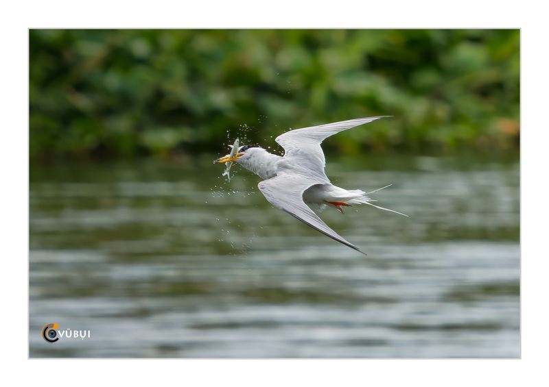 Gygis alba hunts фото превью
