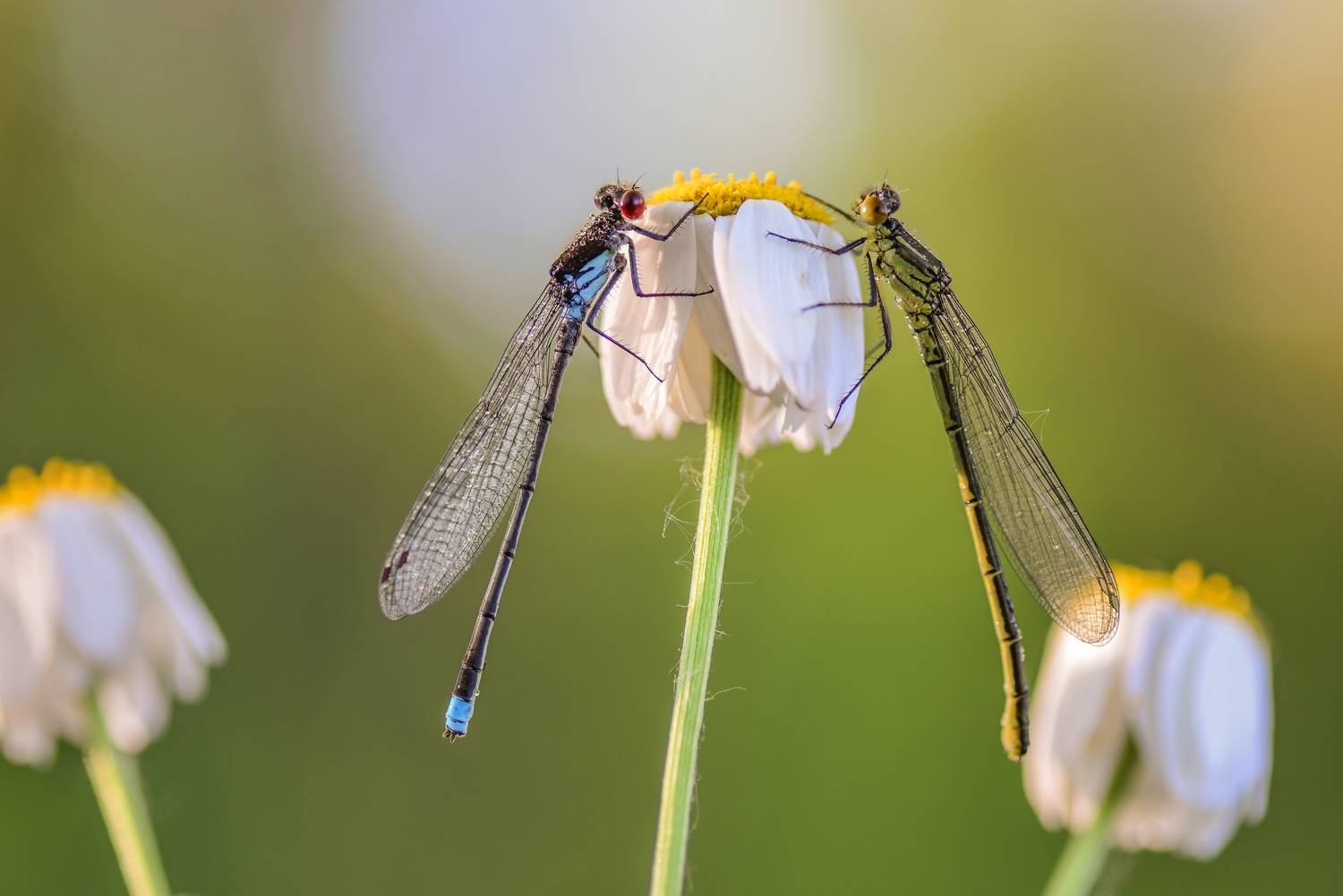 , Лапшина Владлена