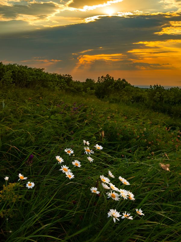 бештау,пейзаж,гора,кмв,ромашки,утро Утро  с кустиком ромашек фото превью