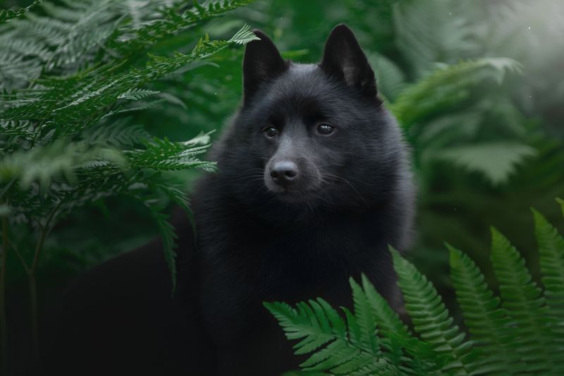 Шиперке фото превью