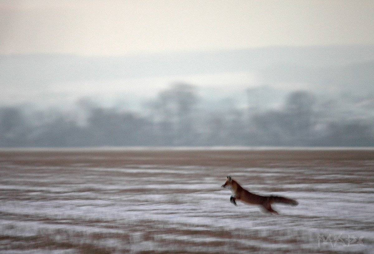 , Шангареев Марс