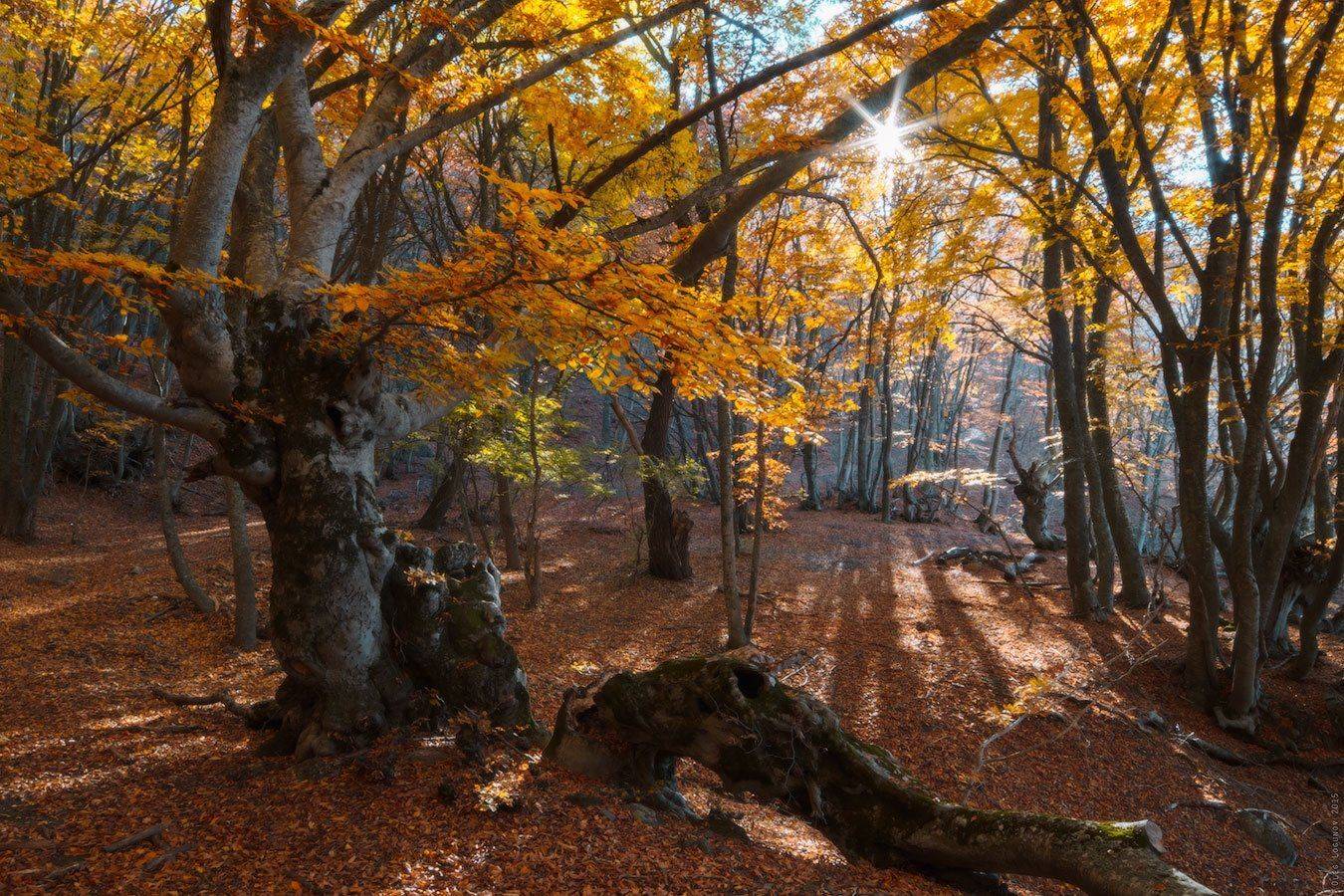 , Олег Логунов