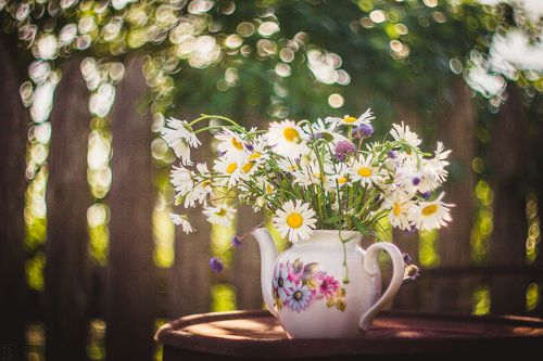 Ромашковый чай