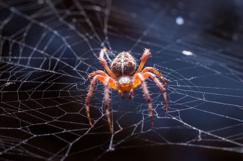 spider, web, night, light spider фото превью