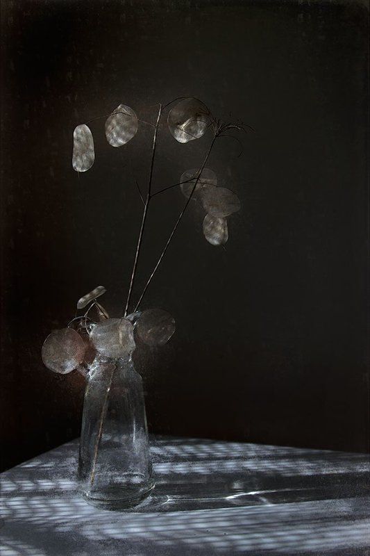 лунария или клетчато фото превью