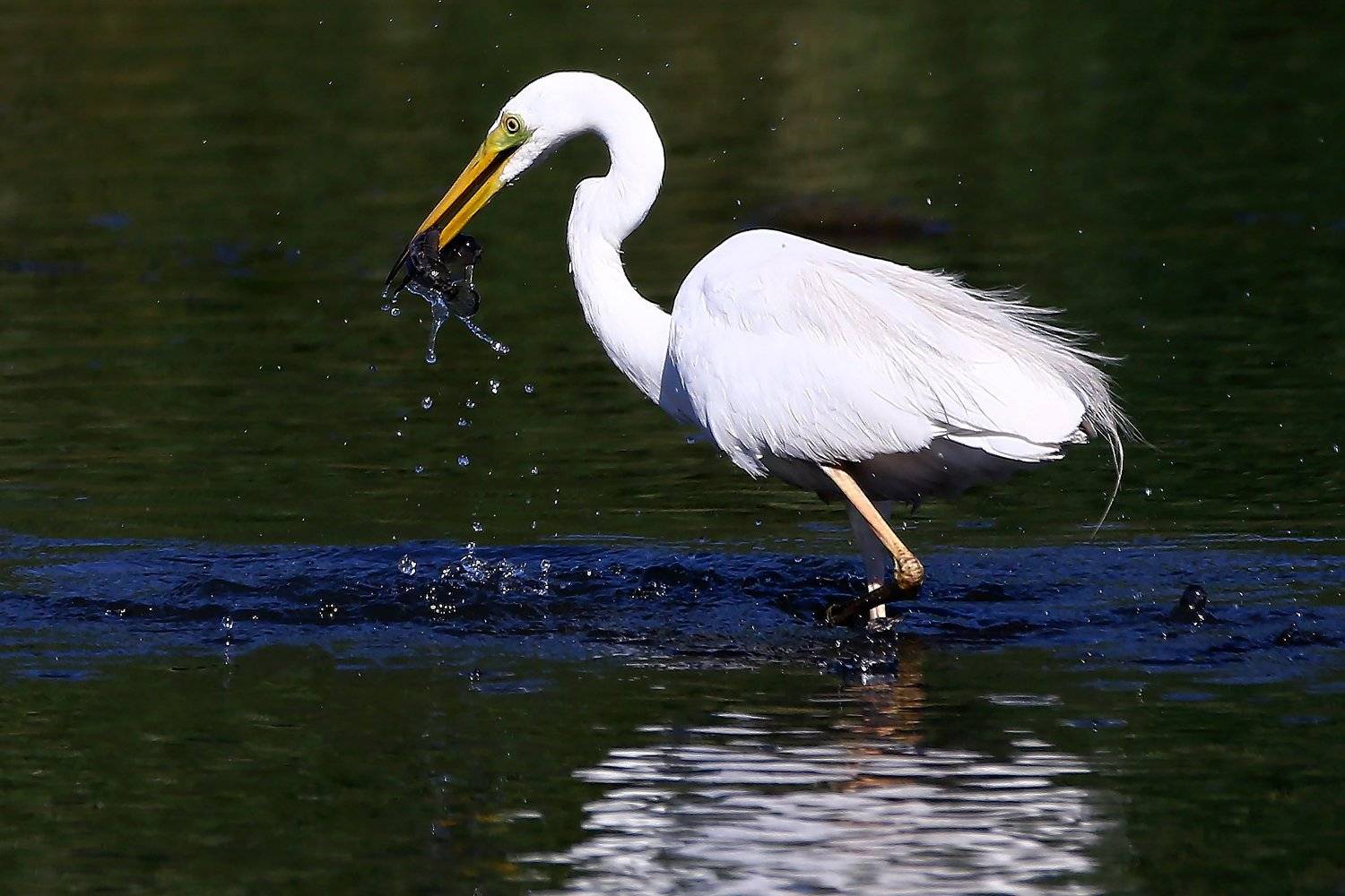 #birds, #fauna, #nature, #wildlife, #птицы, #цапля, Константин Слободчук