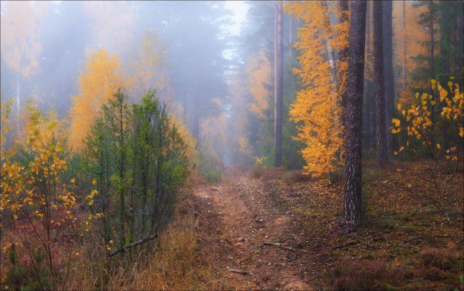 дымка, лес, осень, утро, Сергей Шабуневич