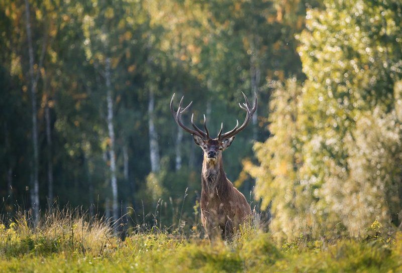Живу я здесь фото превью