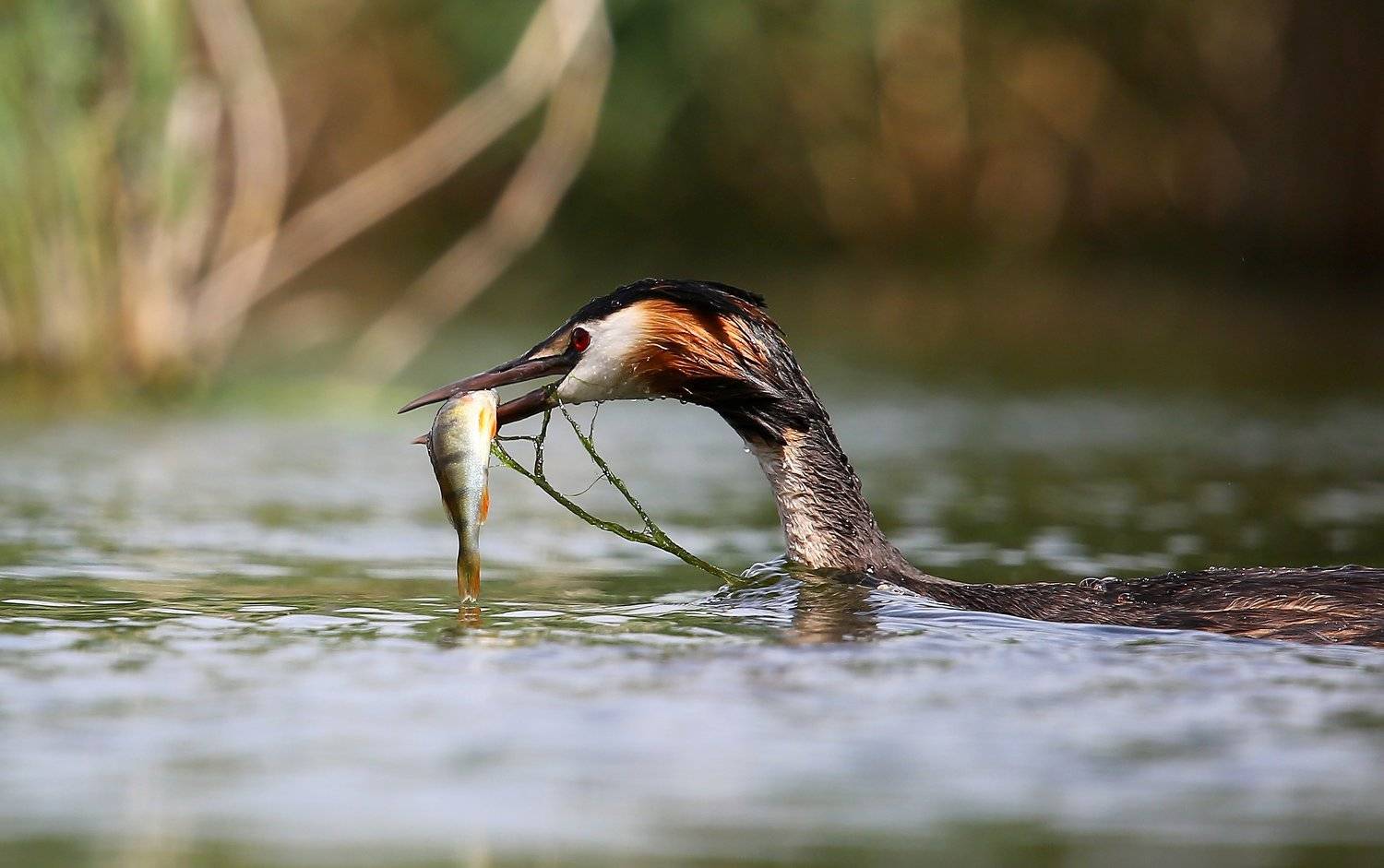 #birds, #fauna, #nature, #wildlife, #птицы, #чомга, Константин Слободчук