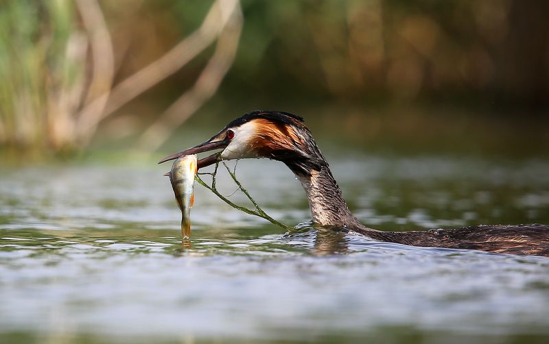 #birds, #fauna, #nature, #wildlife, #птицы, #чомга Опытный рыболов фото превью