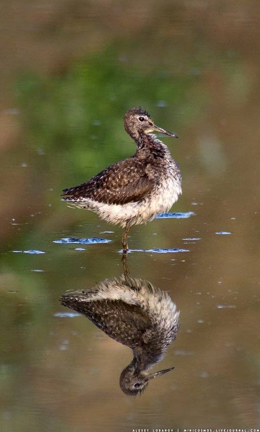 Фифи, Ярославская область, Алексей Лобанов