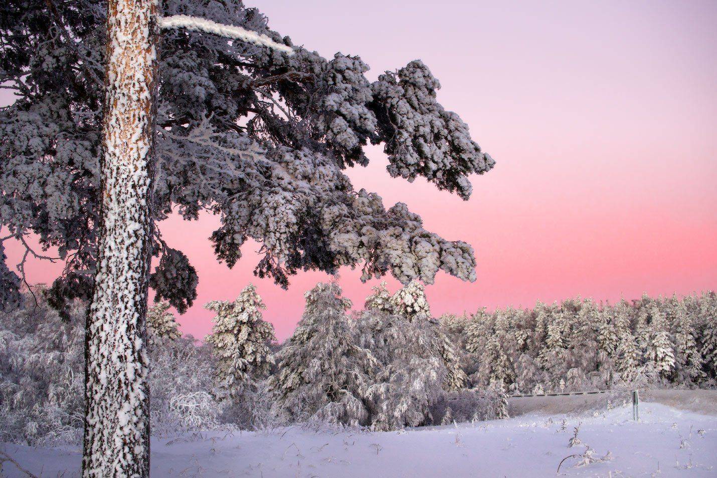 Ели, Зима, Снег, Урал, Владимир Ляпин