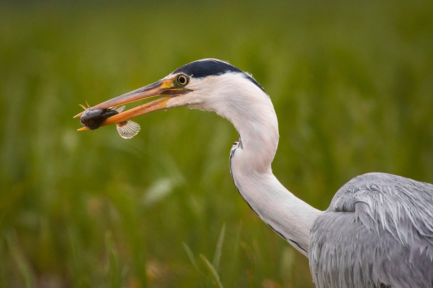 , Дмитрий Вилюнов