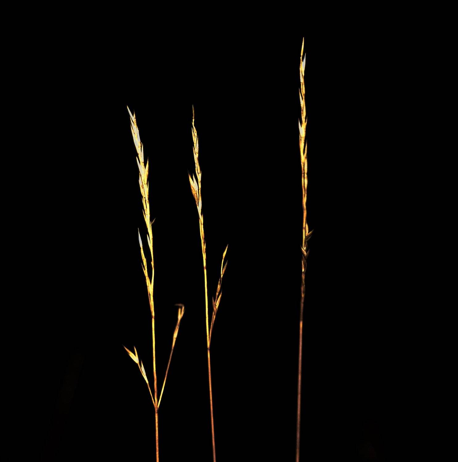 , Марина Никулина