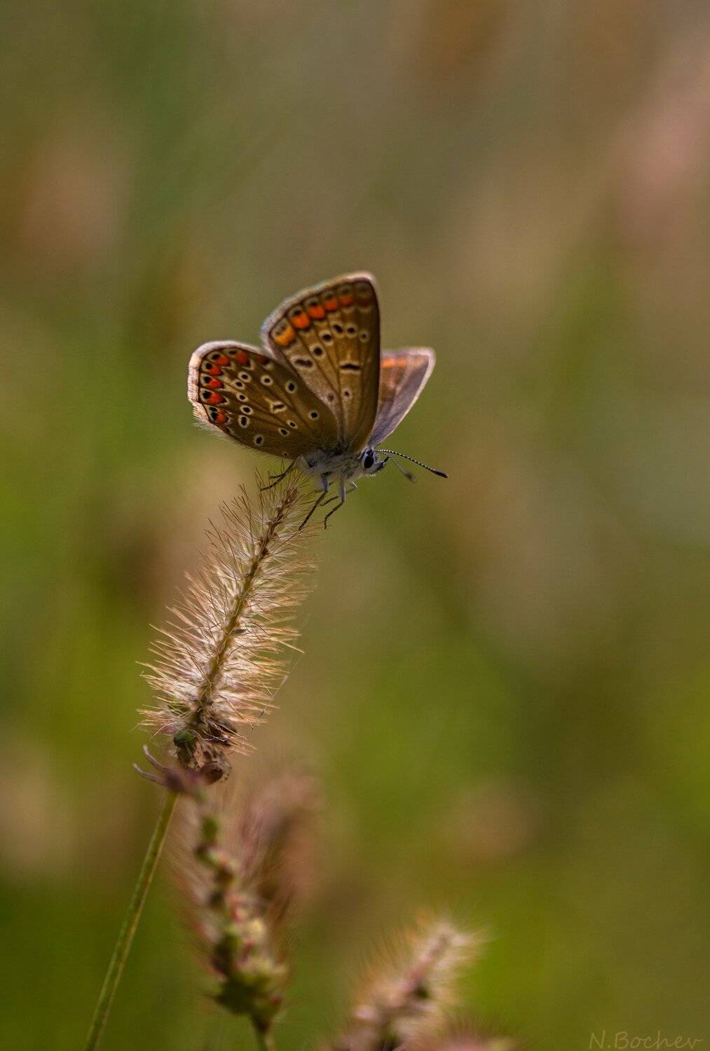 butterfly,macro,nature,flower,, Naiden Bochev