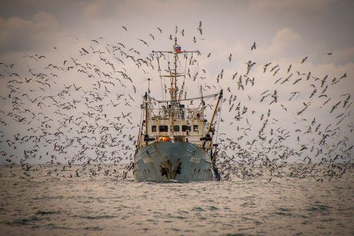 Восход и чайки