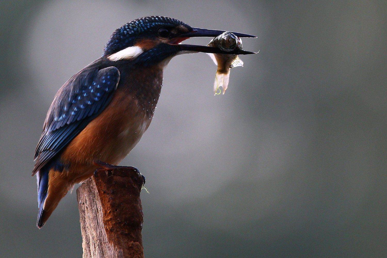 #birds, #fauna, #kingfisher, #nature, #wildlife, #зимородок, #природа, #птицы, #рассвет, #утро, #фауна, Константин Слободчук
