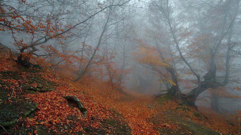 _ фото превью