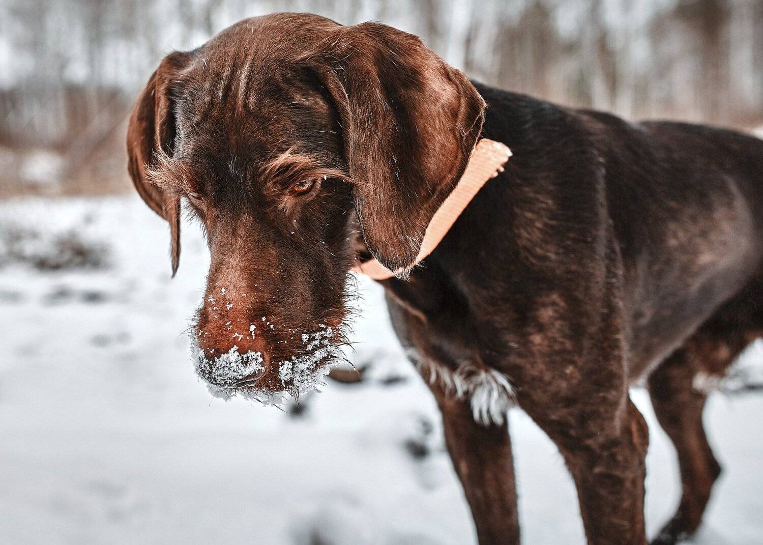 Дратхаар, Друг человека, Зима, Снег, Собака, Цвелёв Дмитрий