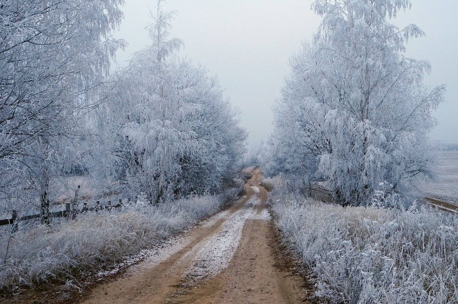 березы, деревья, дорога, зима, иней, красота, пейзаж, природа, россия,winter,зимний пейзаж,winter landscape,снег,русская зима, Юлия Лаптева