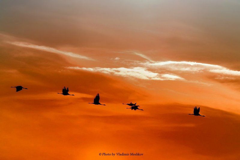 Gray Cranes. In SunSet. фото превью