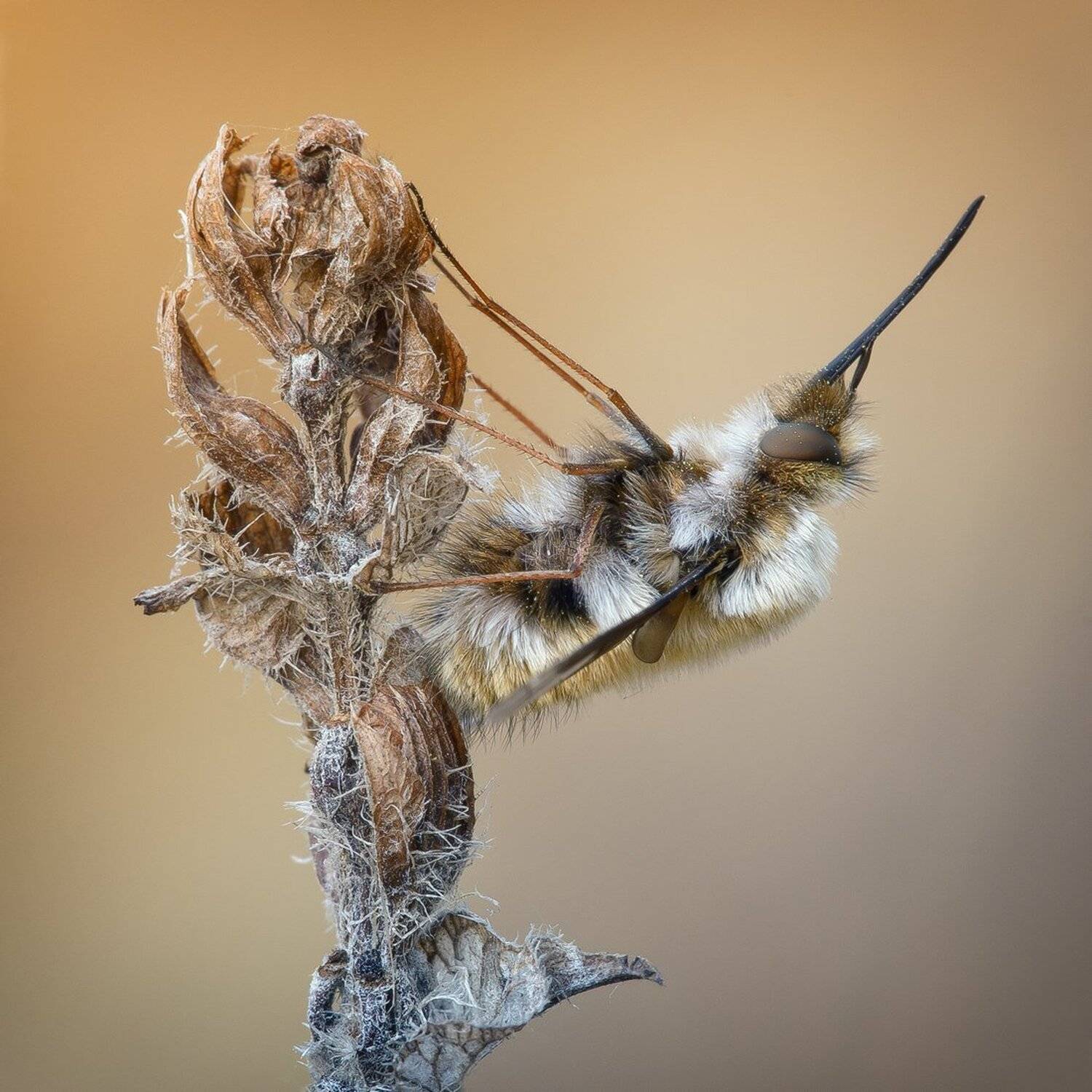 , Кузнецов Дмитрий