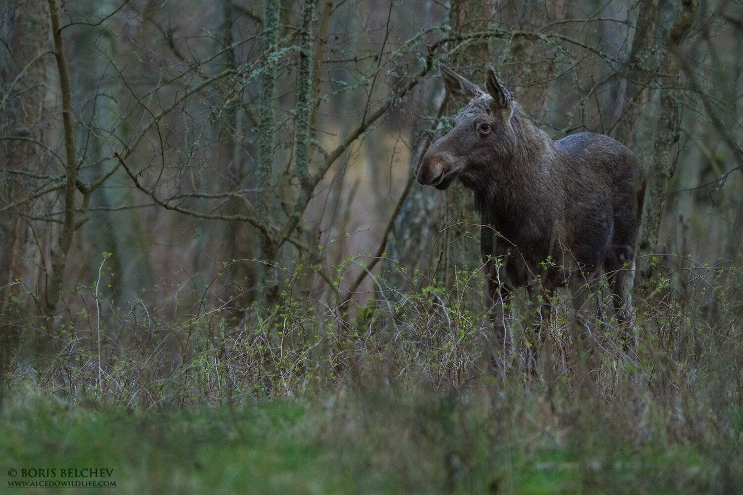 , Борис Белчев