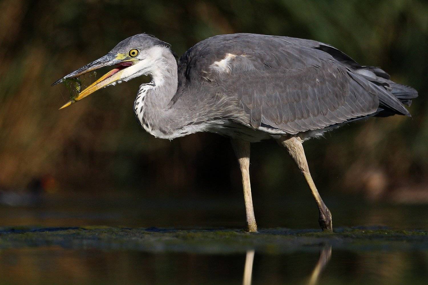 #birds, #fauna, #nature, #wildlife, #природа, #птицы, #фауна, #цапля, Константин Слободчук